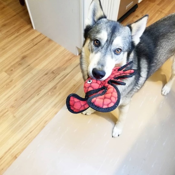 Meet your Posher, Hailey - Picture 3 of 5